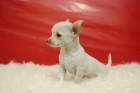 Cachorros de chihuahua toy, ejemplares en venta - mejor precio | unprecio.es