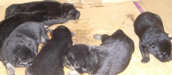 cachorros de pastor aleman