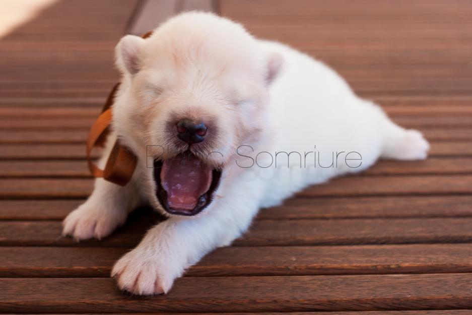 Cachorros de samoyedo