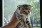 Savannah gatito macho (12 semanas) - mejor precio | unprecio.es