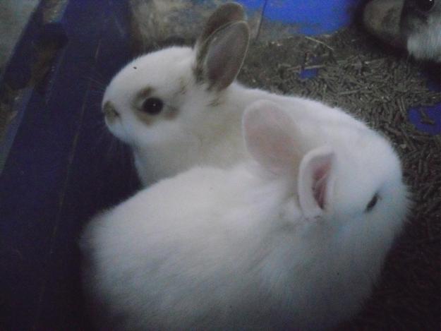 vendo conejos enanos
