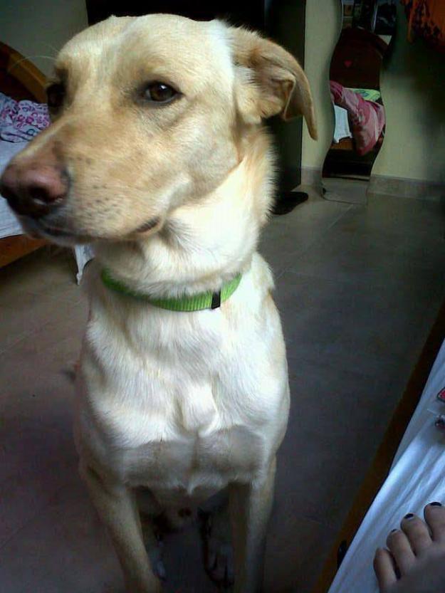 Zión mestizo en adopción