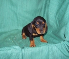 CACHORRITOS DE TECKEL - EJEMPLARES MUY CHATOS Y BONITOS - mejor precio | unprecio.es