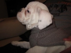 Cachorro Bulldog Inglés - mejor precio | unprecio.es