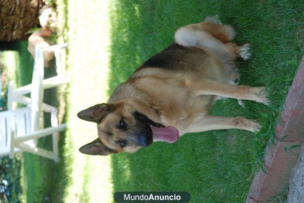 doy en adopcion precioso pastor aleman