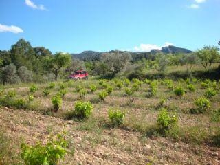 Finca/Casa Rural en venta en Corbera d'Ebre, Tarragona (Costa Dorada)