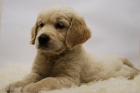 golden retriever, /// excelente calidad /// pedegree y garantias - mejor precio | unprecio.es
