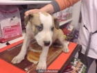 PItbull,cachorros, venta, perros - mejor precio | unprecio.es
