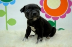 Staffordshire Bull terrier -_-_-_- HEMBRAS Y MACHOS -_-_- www.animalflower.com-_-_-  SE RUEGA SERIEDAD - mejor precio | unprecio.es