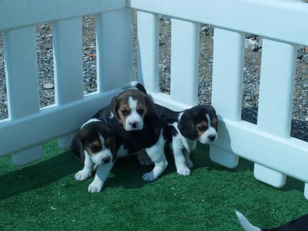 TU BEAGLE A UN PRECIO SIN IGUAL