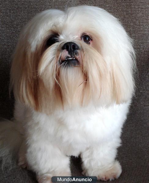 VENTA DE LHASA APSO