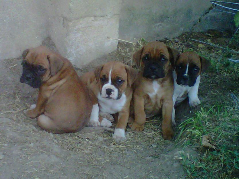 adorales cachorros de boxer