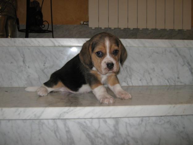 Cachorritos de beagles tricolores con L.O.E.