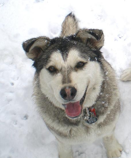 Cariñosa hembra cruce de alaska malamute en adopción