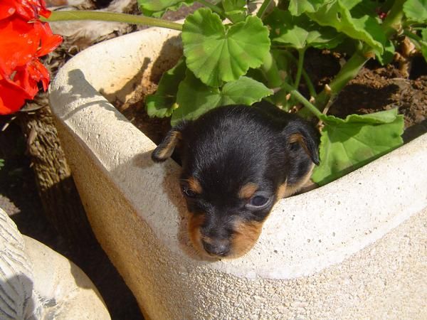 chihuahua ultima hembra en venta, particular 250 euros