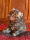 gatos persas - mejor precio | unprecio.es