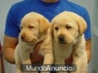 Preciosos labrador retriever de 2 meses con buen pedigree. - mejor precio | unprecio.es