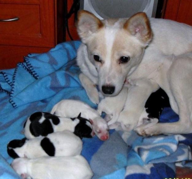 Regalo perritos
