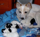 Regalo perritos - mejor precio | unprecio.es