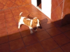 se vende perrita basset hound 425 euros 1 añito - mejor precio | unprecio.es