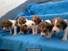 vendo beagles - mejor precio | unprecio.es