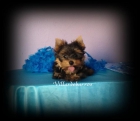 yorkshire terrier - mejor precio | unprecio.es