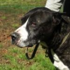 ADOPTA A LAIKA Y CONOCERAS CUANTA TERNURA TIENE PARA DARTE - mejor precio | unprecio.es