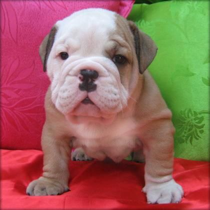 adorable cachorro bulldog Inglés