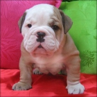 adorable cachorro bulldog Inglés - mejor precio | unprecio.es