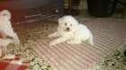 Bichon Frise - mejor precio | unprecio.es