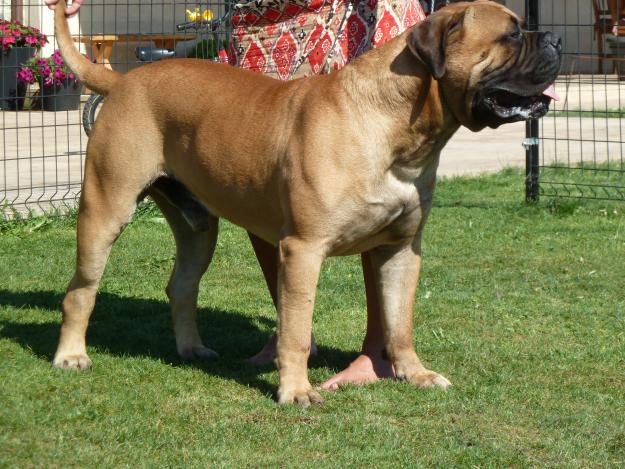 BULLMASTIFF CAMADA DISPONIBLE