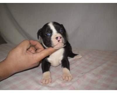 camada de stanffordshire bull terrier