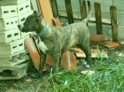 Chachorro de Presa Canario Expectacular - mejor precio | unprecio.es