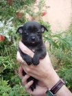 Chihuahua macho color negro de exposición - mejor precio | unprecio.es