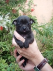 Chihuahua macho color negro de exposición - mejor precio | unprecio.es