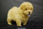 Chow Chow cachorritos de dos meses, excelentes - mejor precio | unprecio.es