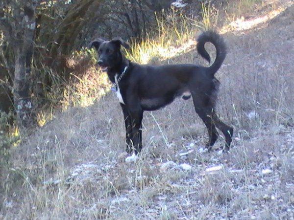 Coco,un macho muy jugueton,guadalajara