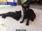 Dos hermanitos en adopcion 8 meses - mejor precio | unprecio.es