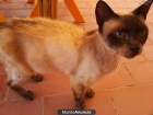 Gatita VALENTINA‏ una preciosidad que busca un hogar - mejor precio | unprecio.es