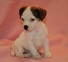 Jack Russel Cachorro nacionales simplemente magnificos - mejor precio | unprecio.es