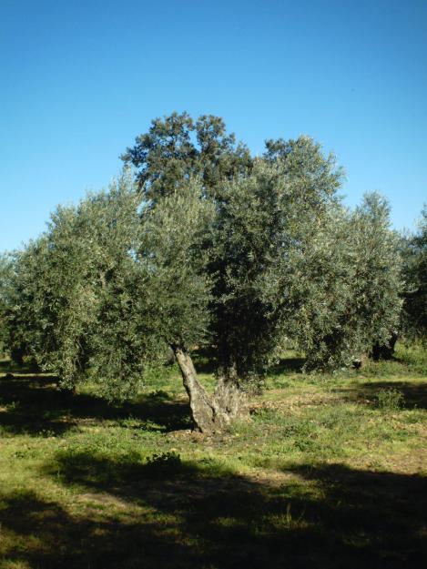 OLIVOS CENTENARIOS DE UNO, DOS O TRES PIES