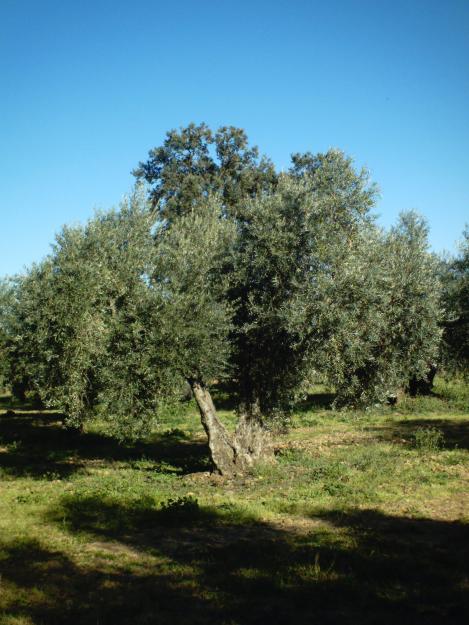 OLIVOS CENTENARIOS DE UNO, DOS O TRES PIES