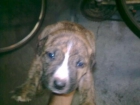 PITBULL TERRIER 1MES DE VIDA - mejor precio | unprecio.es