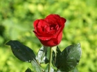 Roses per Sant Jordi - mejor precio | unprecio.es