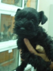 schnauzer miniaturas - mejor precio | unprecio.es