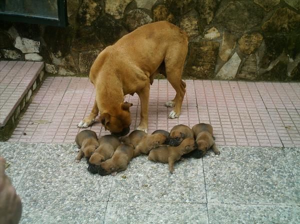 VENDO CACHORROS BOXER