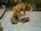 VENDO CACHORROS BOXER - mejor precio | unprecio.es