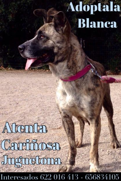 Perro en adopción hembra