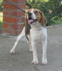 Beagle, hembra adulta en adopción - mejor precio | unprecio.es