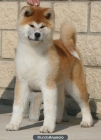 akita inu japones - mejor precio | unprecio.es